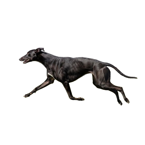Pablo, a black dog