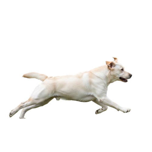 Penny, a cream dog